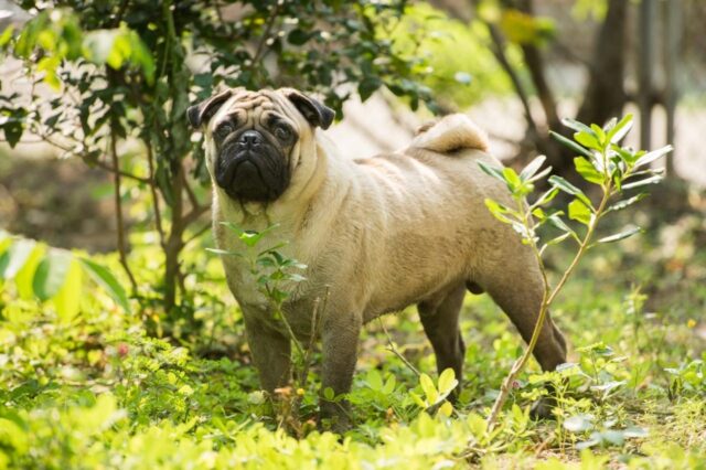 best dog foods for pugs