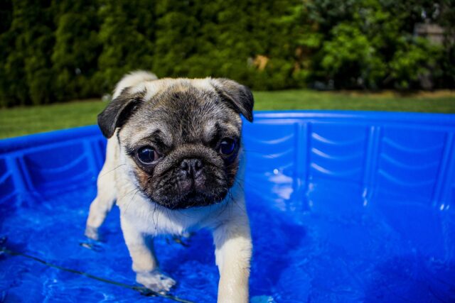 Pug standing in the dog tank