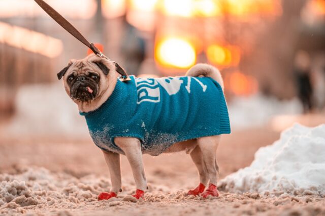 Pug wearing boots