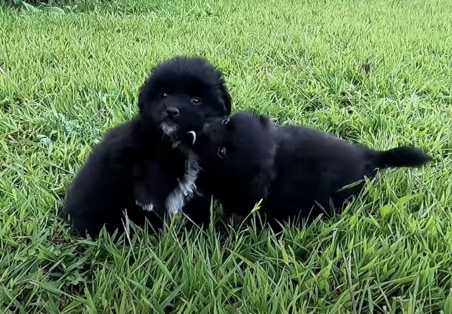 Puppies playing in the grass