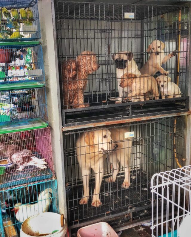 Puppy mill dogs in cages