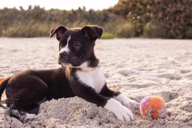 Puppy on the beach