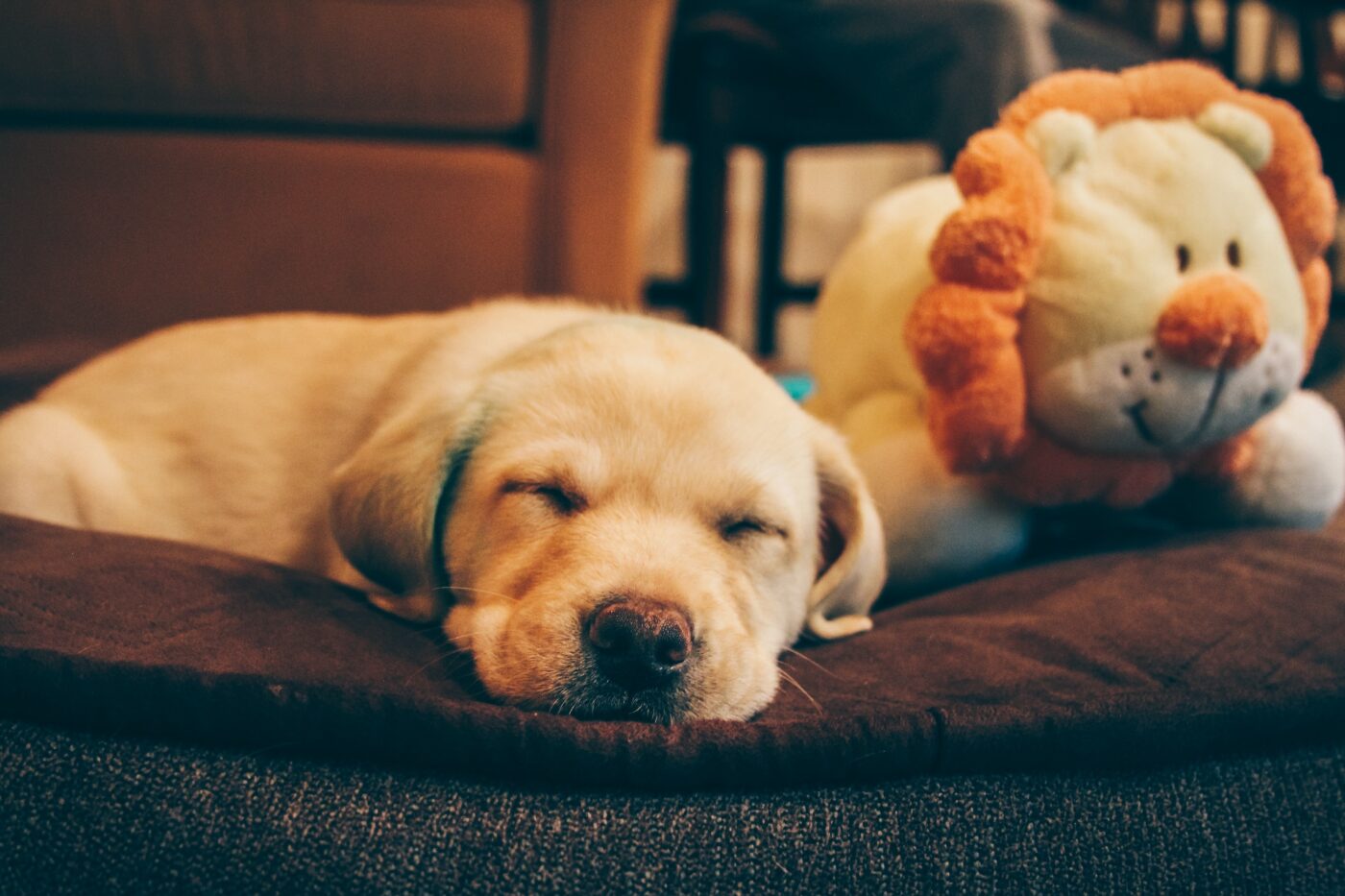 Puppy sleeping on mat with toy