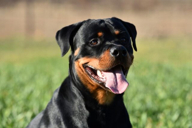 best dry dog foods for rottweilers