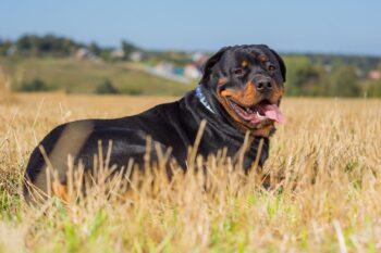 best dog foods for rottweilers