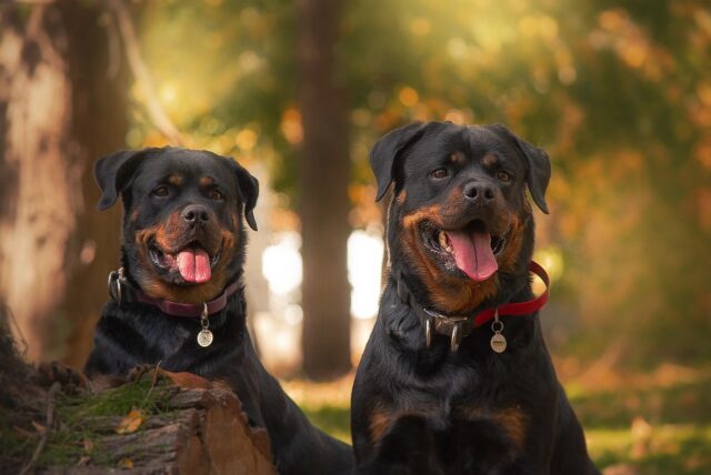 the best dog food topper for Rottweilers