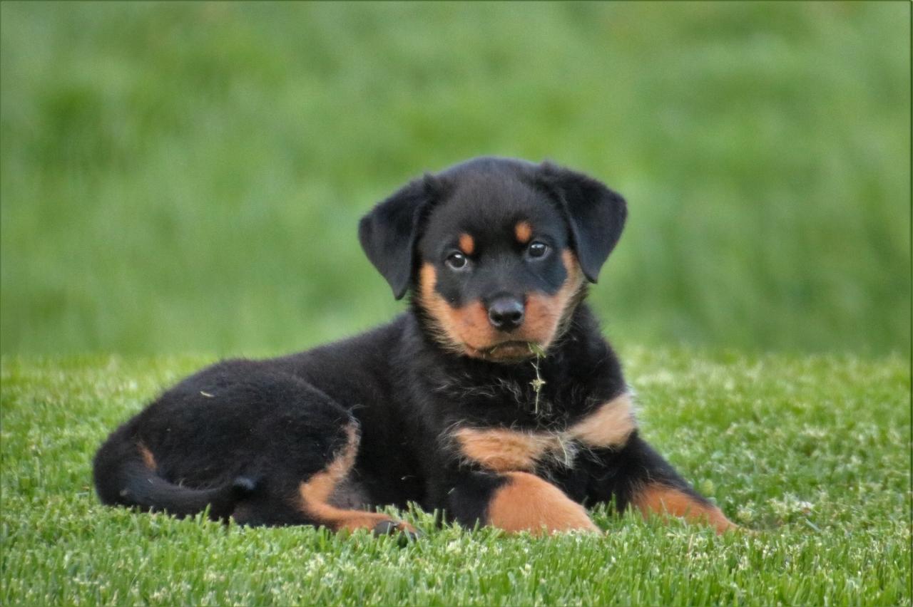 9 Best Puppy Dog Foods for Rottweilers