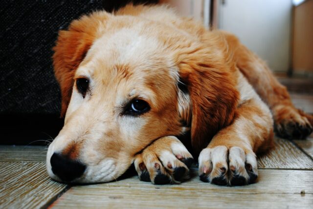 Triste cachorro Golden Retriever