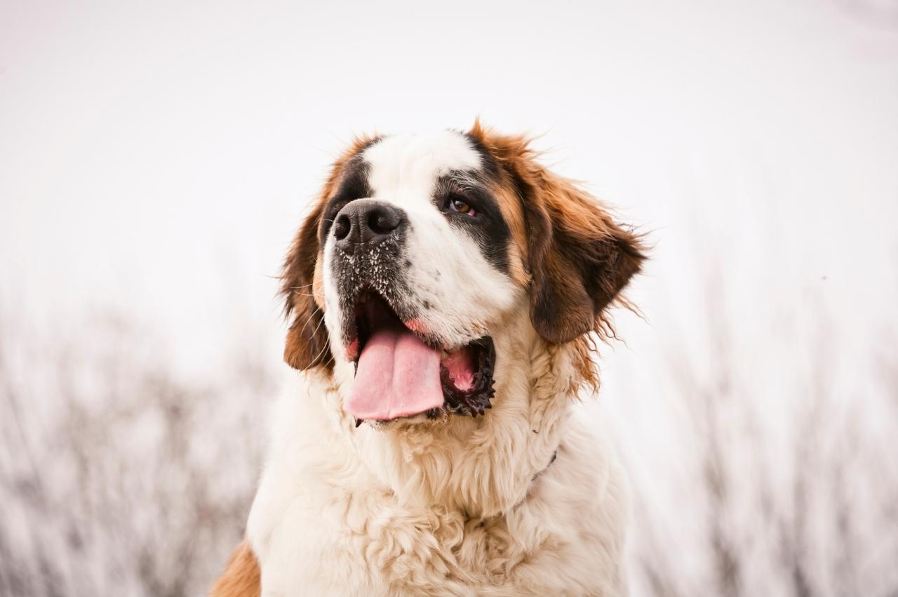 9 Best Dry Dog Foods for Saint Bernards