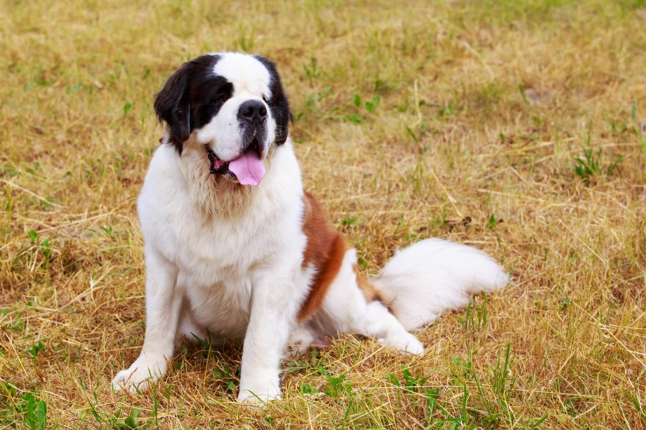 The 8 Best Dog Foods For Saint Bernards – 2024