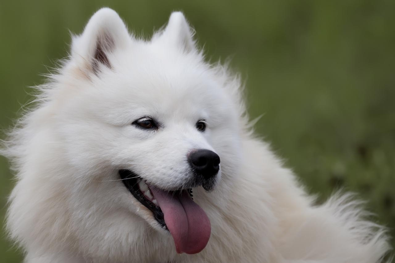 9 Best Dry Dog Foods for Samoyeds