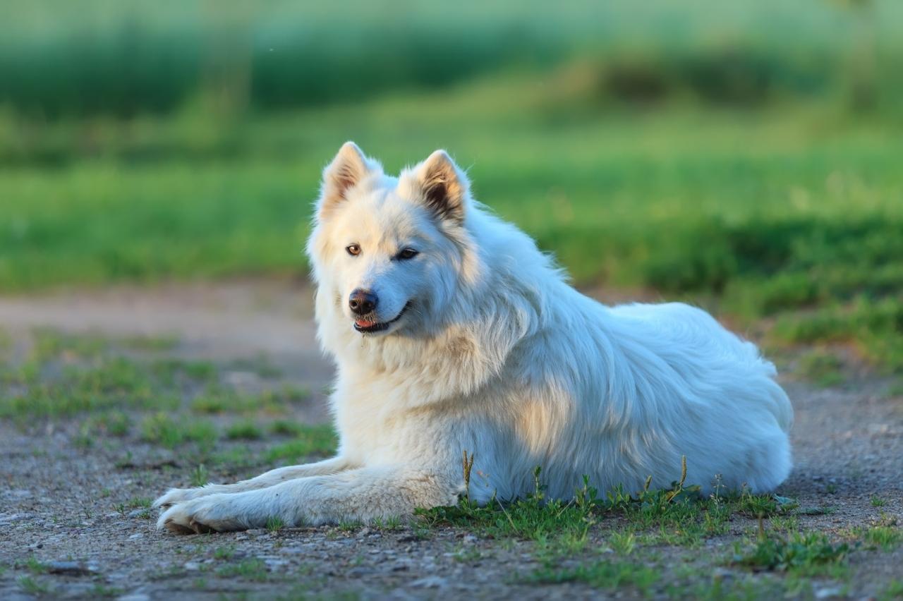 best dog foods for samoyeds