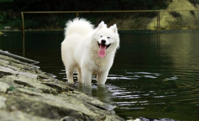 best dog food topper for your Samoyed 