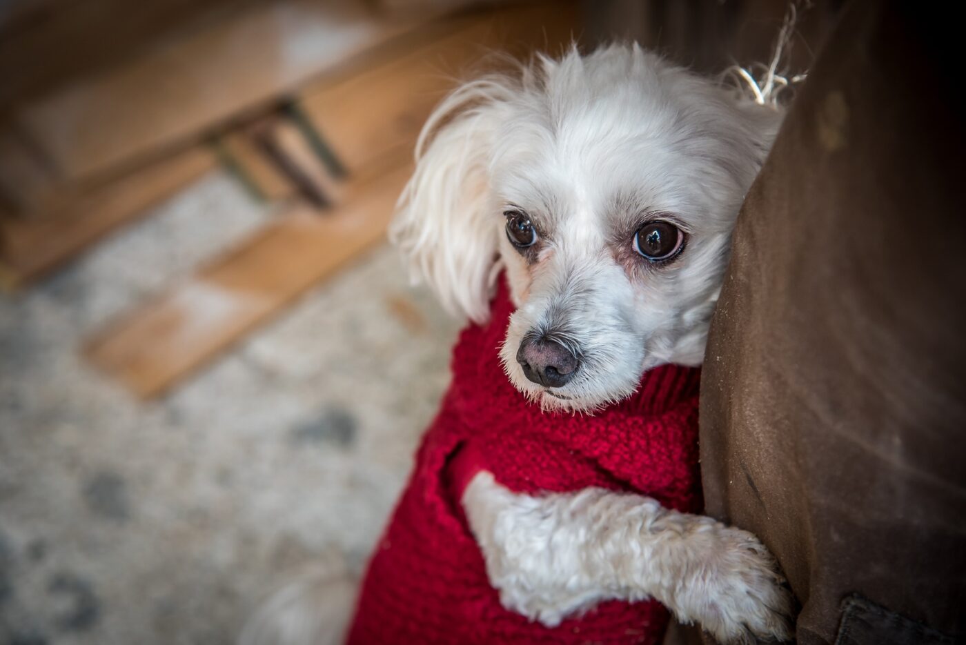 Scared Maltese in sweater