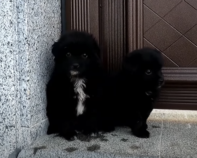 Scared puppies hide in corner