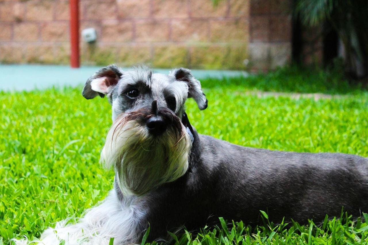 4 Reasons a Schnauzer is Licking or Biting Its Paws