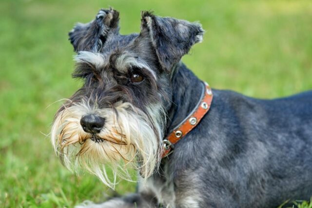 best dry dog foods for schnauzers