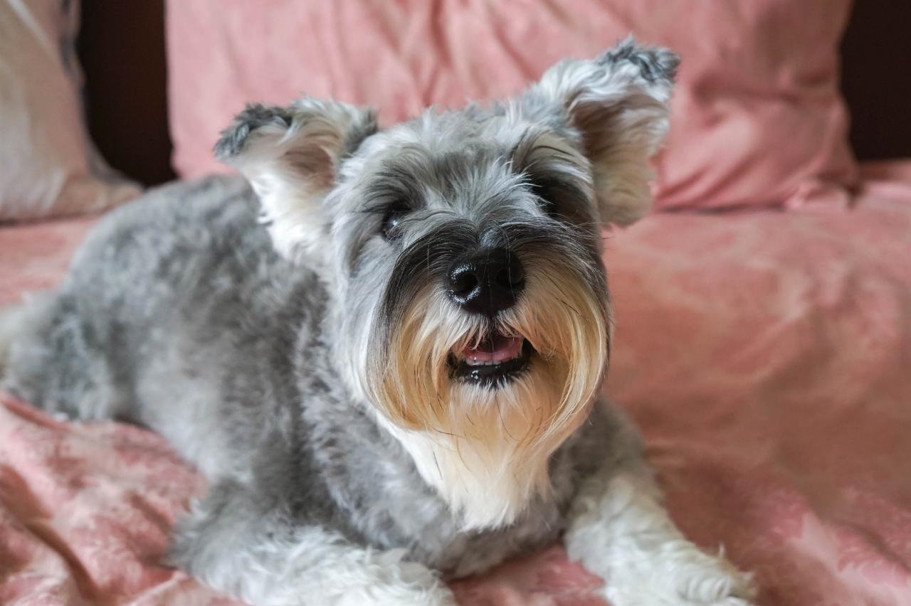 The 8 Best Dog Foods For Schnauzers – 2024