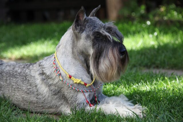 the best dog food topper for Schnauzers