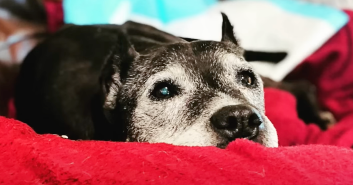 Mom And Daughter Race To Save Old Dog Who Has An Hour Left To Live