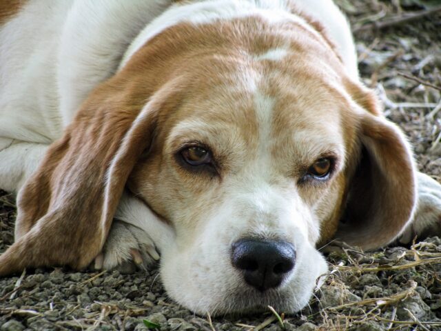 Beagle senior triste
