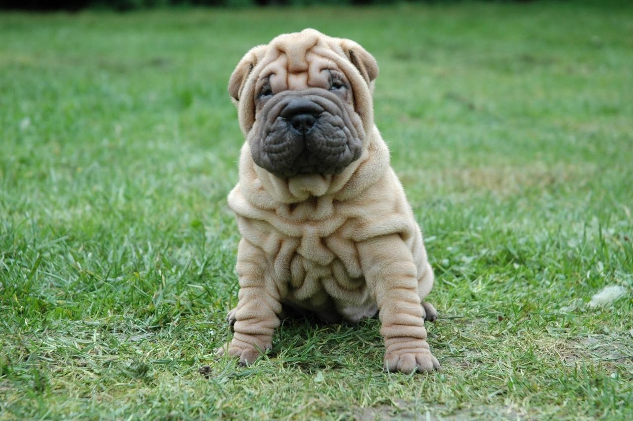 Best Puppy Dog Foods for Shar Peis