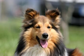 best dry dog foods for shelties