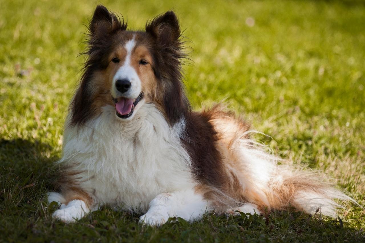 The 8 Best Dog Foods For Shelties – 2024