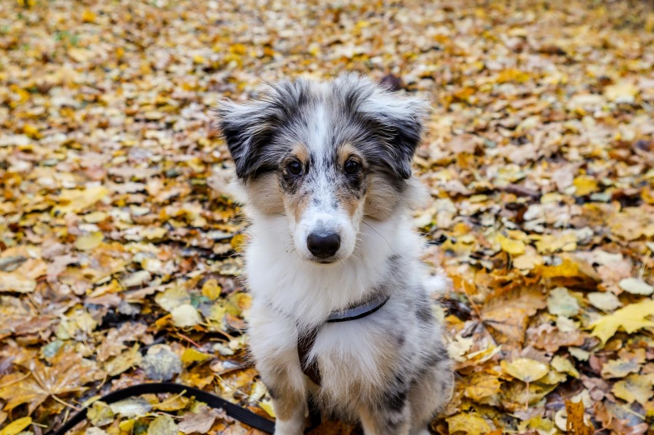Best Puppy Dog Foods for Shelties