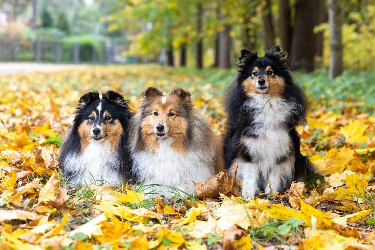 The 13 Best Dog Food Toppers for Shelties