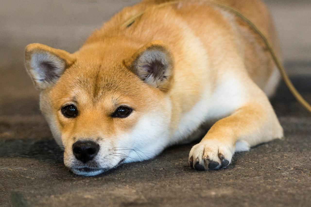 do shiba inus bite a lot