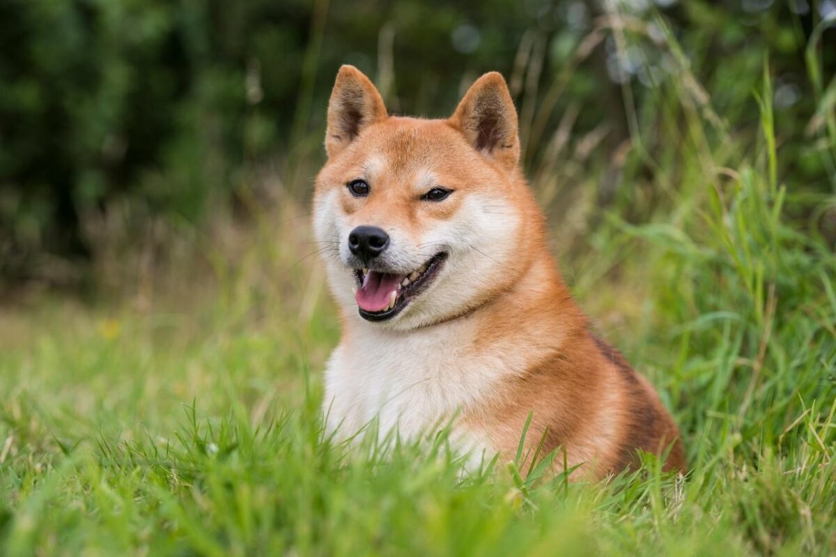 best food for shiba inus dogs