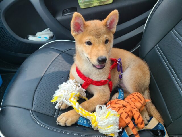 best dog food topper for your Shiba Inu