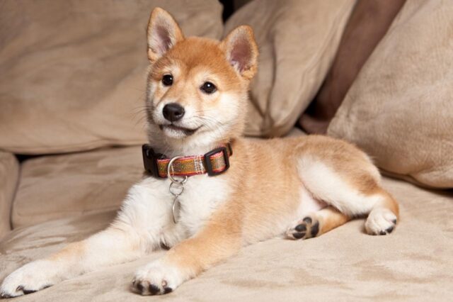 Best Puppy Dog Foods for Shiba Inus