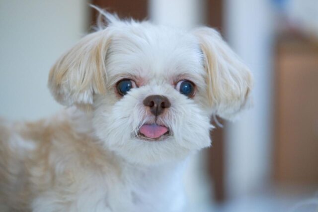 best dry dog foods for shih tzus