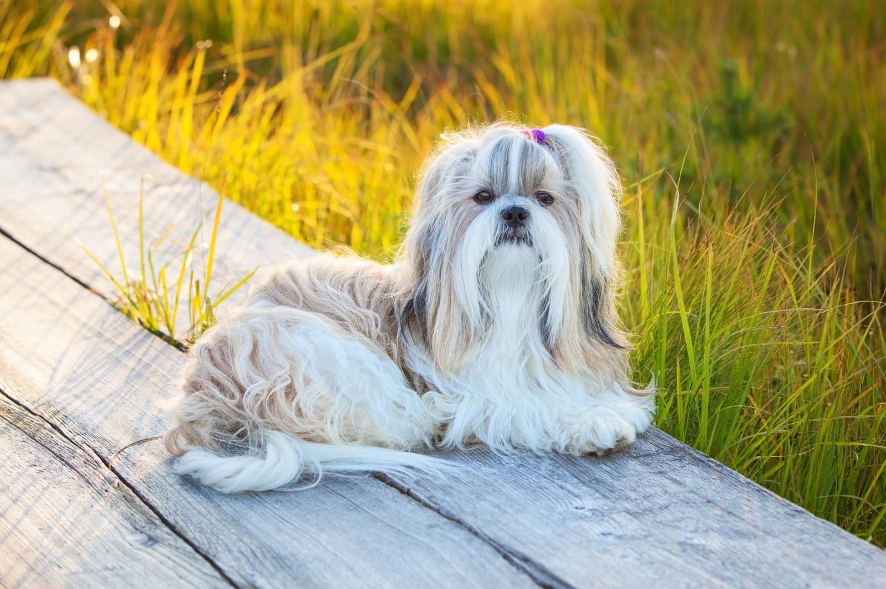 shih tzu itchy skin allergy