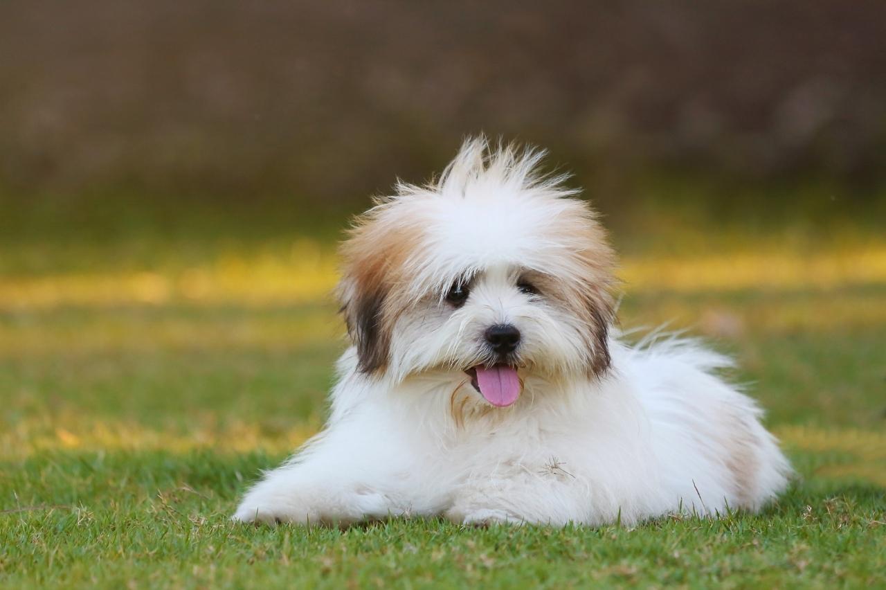 best dog foods for shih tzus