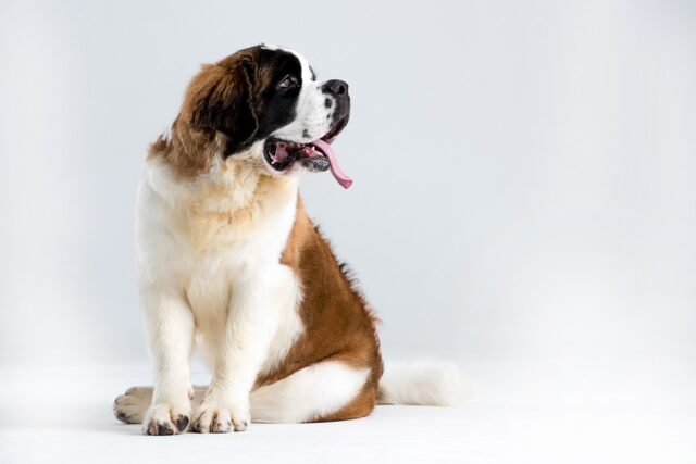 the best dog food topper for St. Bernards