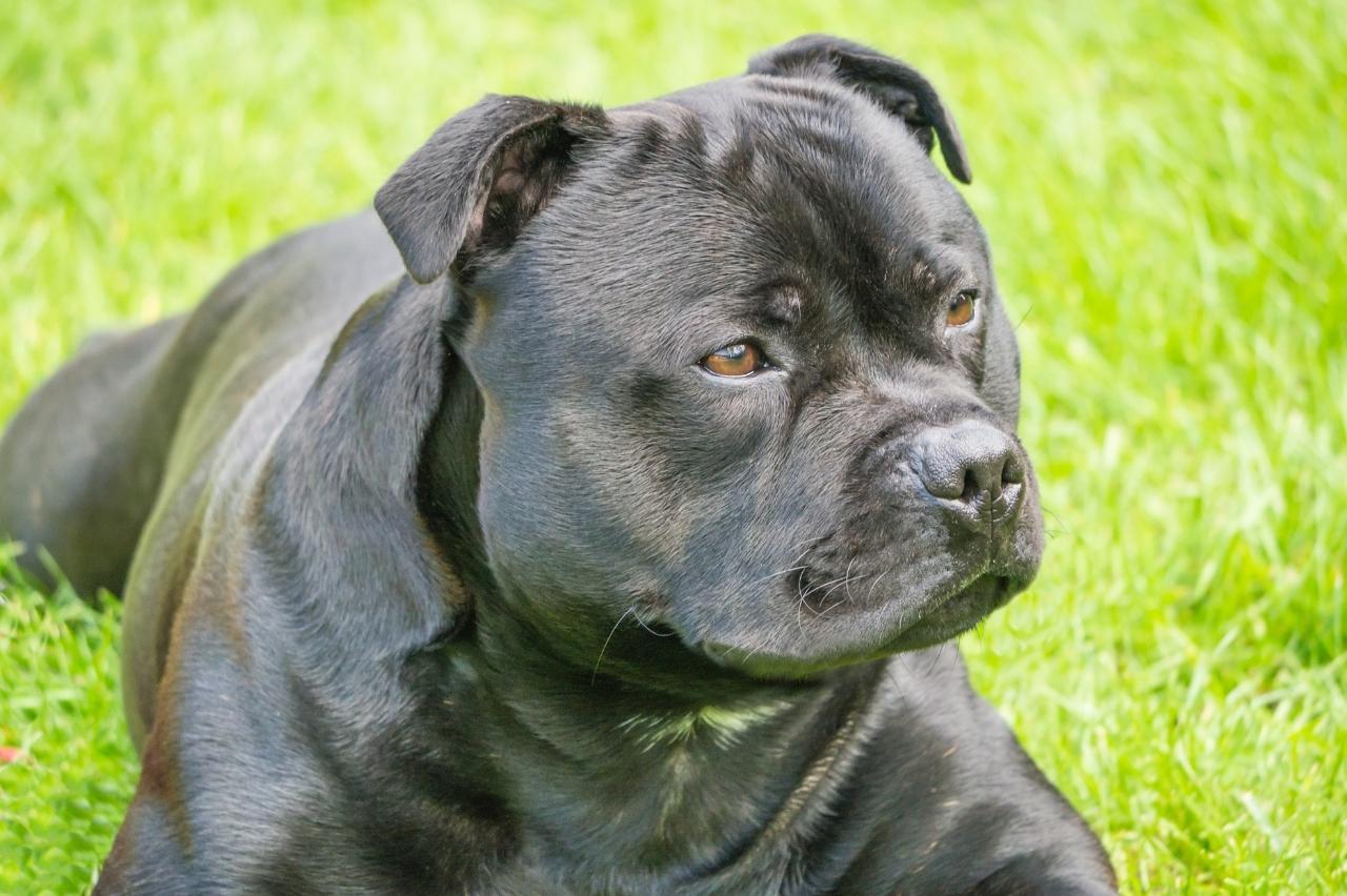 9 Best Dry Dog Foods for Staffordshire Bull Terriers