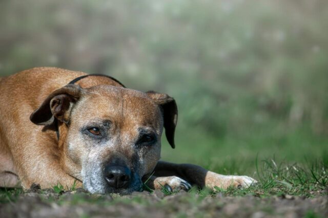 staffordshire bull terrier picazón en la piel alergia