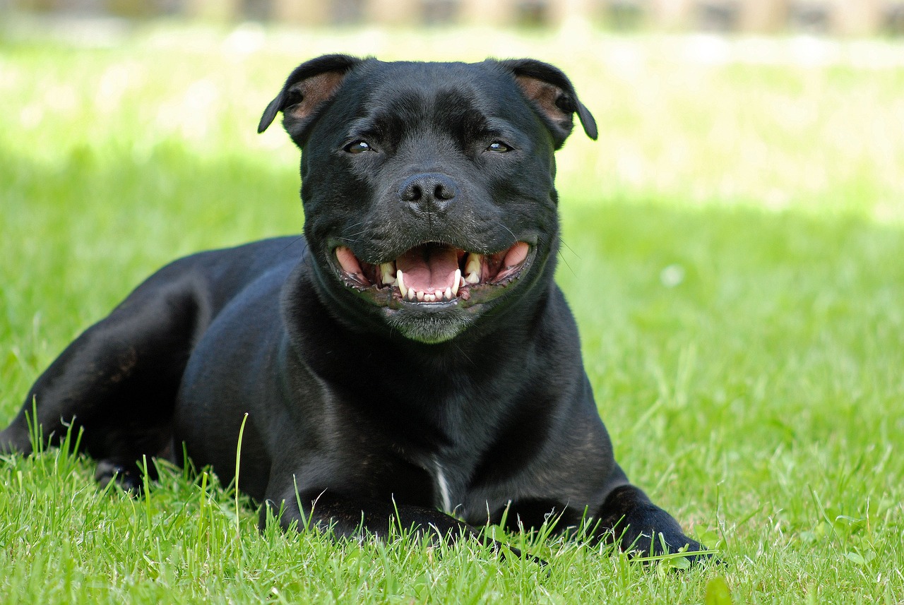 Staffordshire Bull Terrier eating best dog food topper