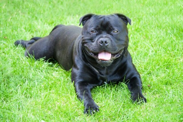 best dog foods for staffordshire bull terriers