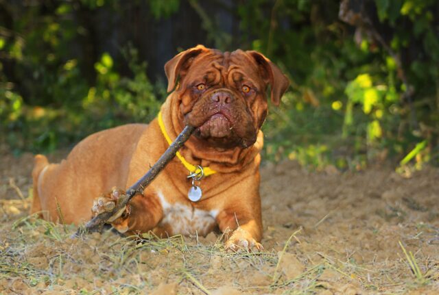 Strong dog chewing stick