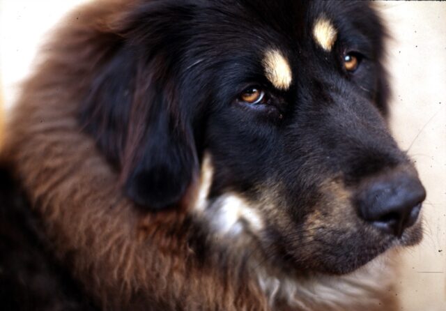 Tibetan Mastiff close-up