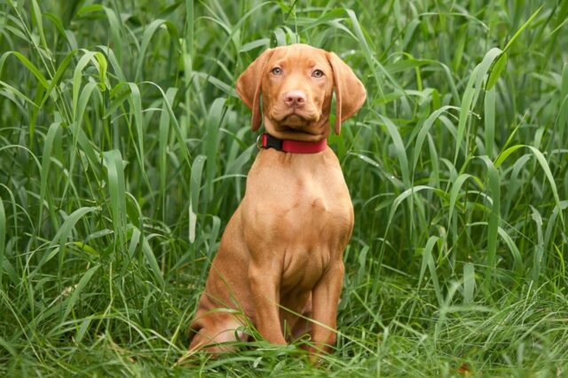 Best Puppy Dog Foods for Vizslas