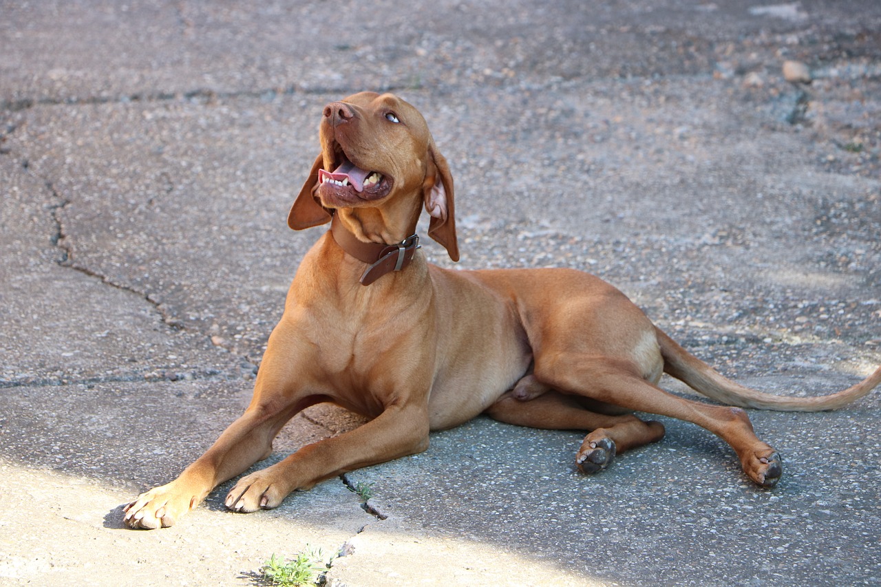 Vizsla eating best dog food topper