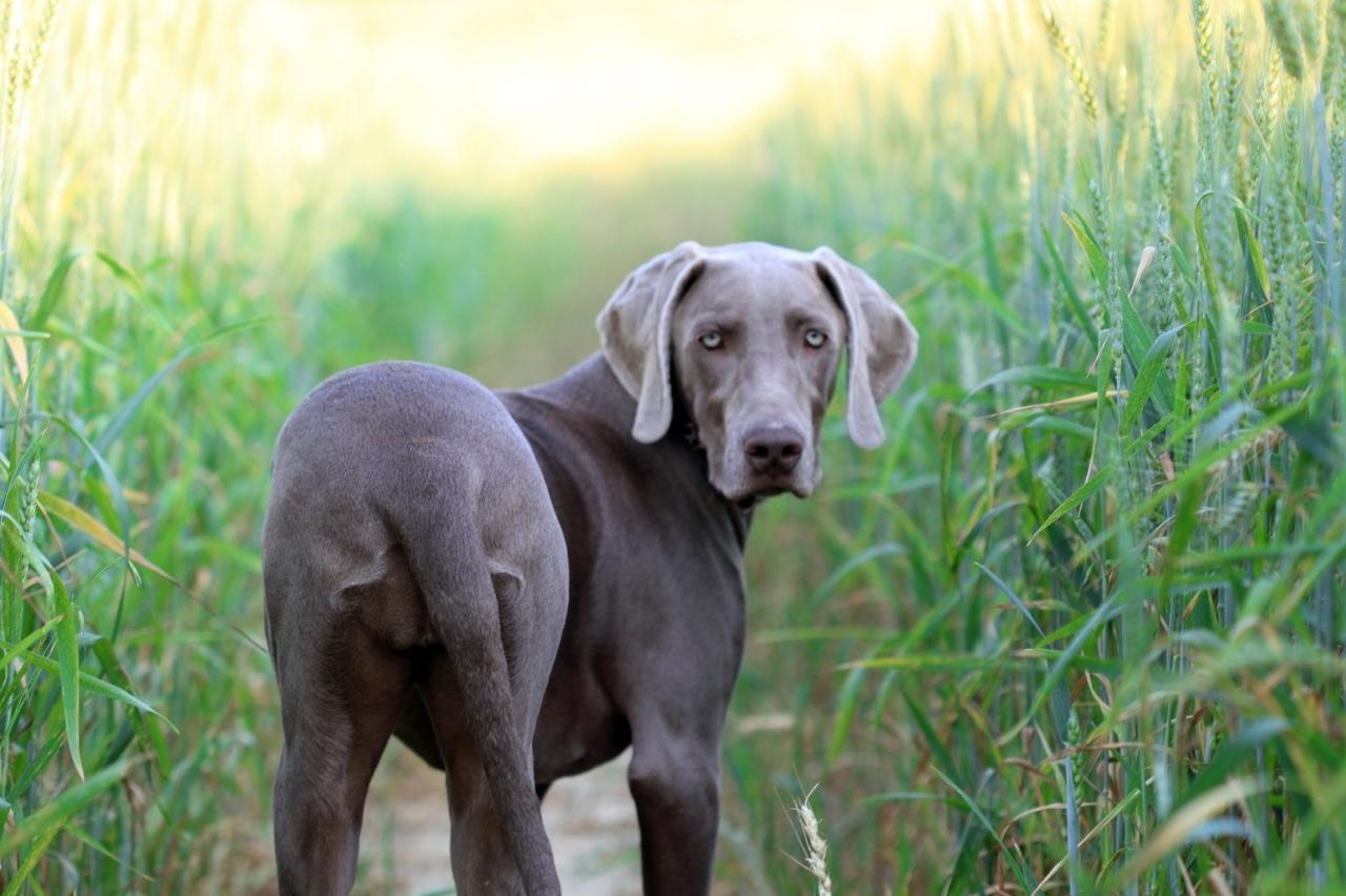 The 8 Best Dog Foods For Weimaraners – 2024