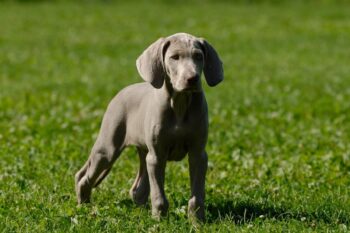 9 Best Puppy Dog Foods for Weimaraners