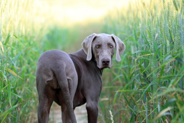 The 8 Best Dog Foods For Weimaraners 2024