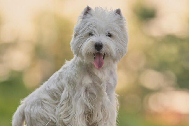 are westies right for me